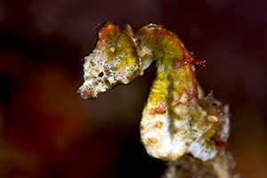 Hippocampus pontohi